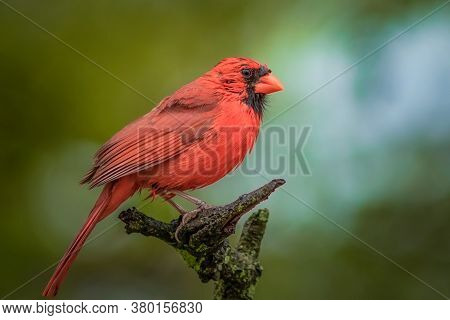 Male Northern Cardinal In An Oak Tree In Winter, Red Male Northern Cardinal Isolated Against Green B