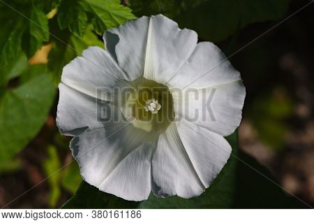 A Beatiful  White Bindweed Flower (calystegia Sepium)