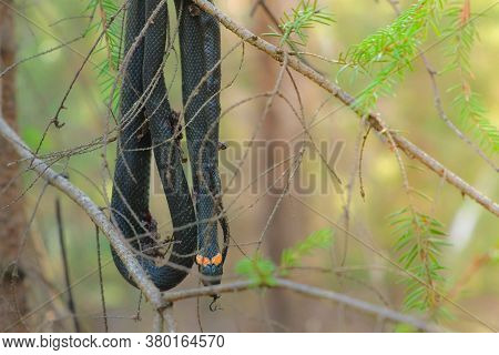 Black Died Snake Natrix Is Hanging On Pine Branch In Forest, Closeup View. Wildlife Of Animals In Wi