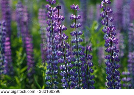 Lupinus Field With Pink Purple, Blue And Violet Flowers. Lupinus Meadow.