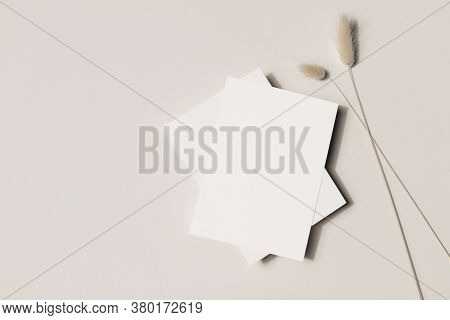 Modern Summer Stationery Still Life. Lagurus Ovatus Grassy Foliage With Long Shadows. Blank Greeting