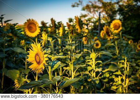 Sunrise In The Fields Of Marche From The Village Of Numana