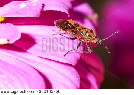 Red Bedbug Soldier Sits On A Red Flower Close-up.macro Effect Photo.