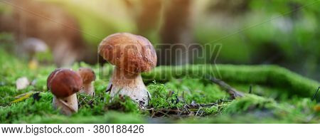 Whild Mushrooms Outdoors In The Forest In Autumn