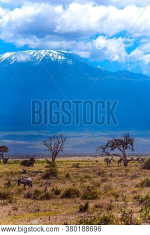 Wildebeests and giraffes graze in the savannah with bushes and desert acacies. The snow peak of Kilimanjaro. Impressive travel to Africa, Amboseli Park. 