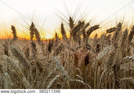 The Beautiful Triticale Ears At Sunset, Summer View