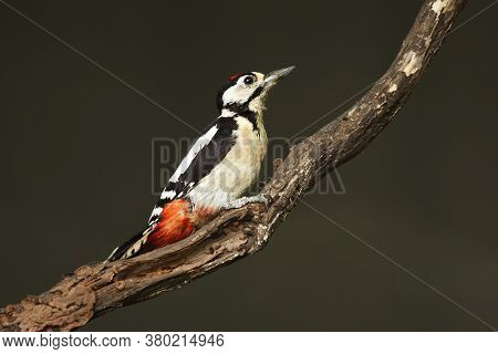 The Great Spotted Woodpecker (dendrocopos Major) Sitting On The Branch With Grey And Green Backgroun