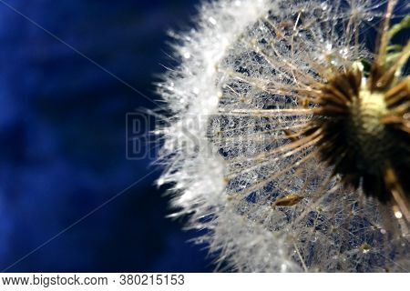 Dendelion. Abstract Macro Photo Of Dendelion Seeds. Copy Space For Text