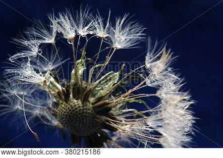 Dendelion. Abstract Macro Photo Of Dendelion Seeds