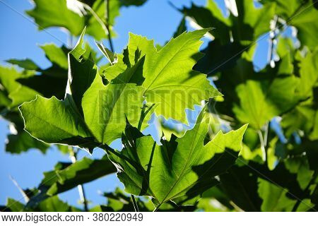 Fresh Green Leaves Of Plane Tree Against Summer Blue Sky. Selective Focus Foliage. Latin Name , Plat