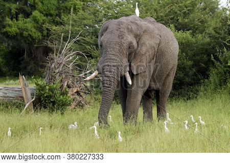 The African Bush Elephant (loxodonta Africana) A Large Male In A Green Bush