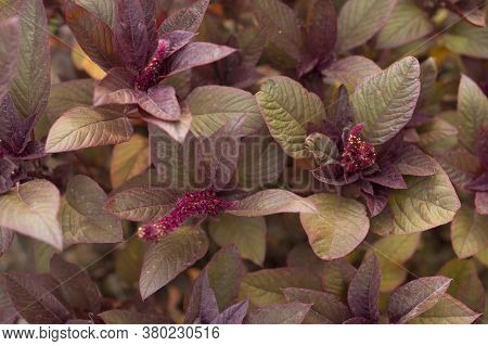 Purple Leaf Texture For Your Project. Natural