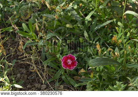 Beautiful Small Flower With Original And Contrasting Petals