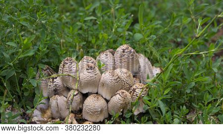 A Family Of Mushrooms Hid In The Grass
