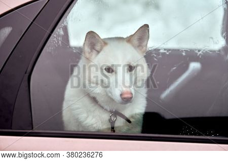 Husky Sled Dog In Car, Travel Pet. Dog Locked Inside Car, Looking Out Car Window And Waiting For Wal