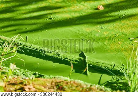 Environmental Water Pollution. Polluted River - Dirty Green Water, Garbage, Waste And Trash. Harmful