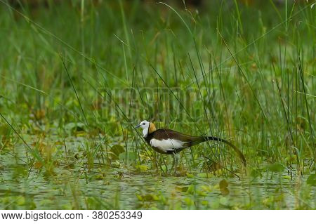 Pheasant Tailed Jacana Or Hydrophasianus Chirurgus In Wetland Of Keoladeo National Park Or Bharatpur