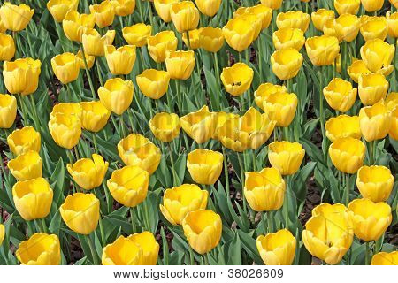 Tulipani gialli
