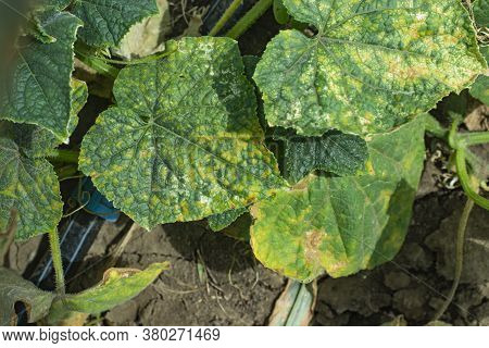 Peronosporosis Of Cucumber, Or Downy Mildew. Fungal Disease Of Cucumbers.