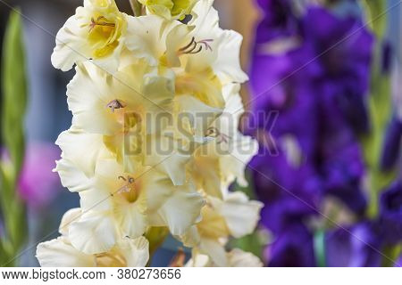Close Up View Of сreamy White  Gladiolus Flower Isolated On Backgrounds. Beautiful Backgrounds.