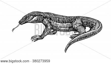 Komodo Lizard, Dangerous Predator, Dragon, For Logo Or Emblem, Engraving, Sketch, Vector Illustratio
