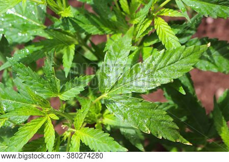 Marijuana Plant Growing After A Rainfall