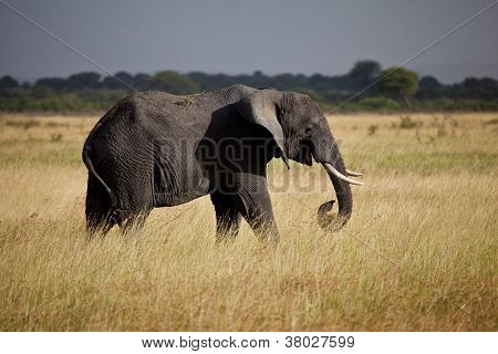 Elephants on the Savanna