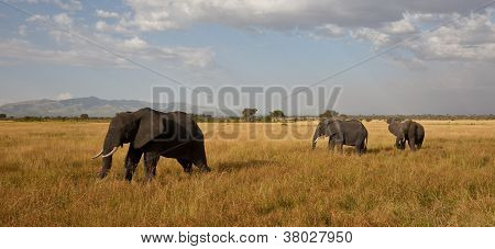 Elephants on the Savanna
