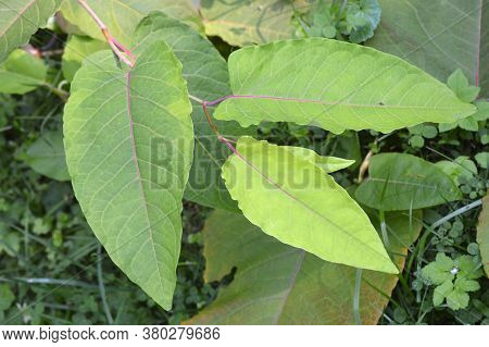 Leaves Of Reynoutria Sachalinensis Or Giant Knotweed