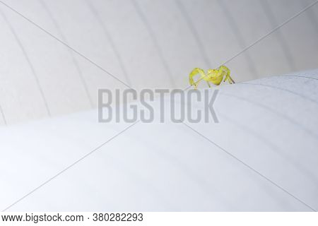 Low Angle Macro Image Identifying Black Footed Yellow Sac Spider As It Raises Its Front Two Pairs Of