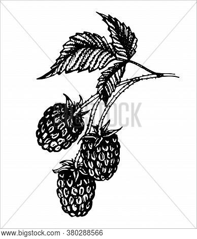 Vector Isolated Element, 
Branch Of Raspberry. Hand Drawn Doodle.