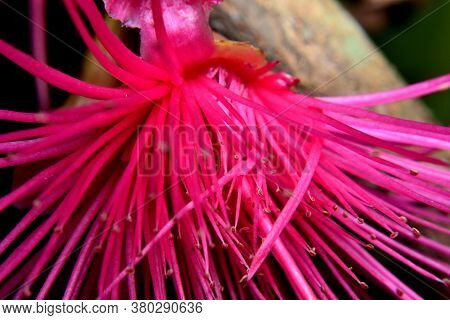 Its Common Names Include Red Watery Rose Apple Flower