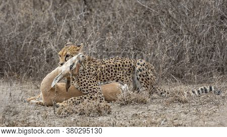 Adult Cheetah Lying Down With Prey In Ndutu Tanzania