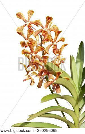 Orange Mokara Orchid Flower Bloom On Tree With Sunlight In The Garden Isolated On White Background I