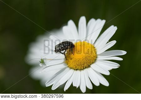 A Closeup Shot Of An Insect On A Daisy Under The Sunlight
