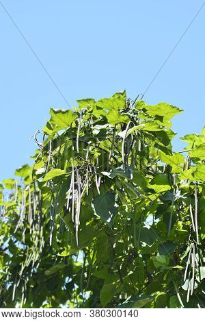 Common Catalpa - Latin Name - Catalpa Bignonioides