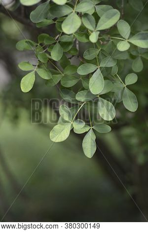 Dalmatian Laburnum Leaves - Latin Name - Petteria Ramentacea