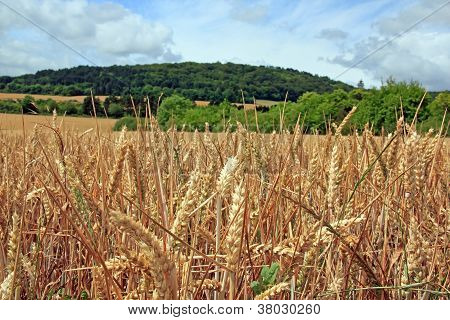 프랑스의 시골, 부르고뉴 프랑스에서 wheatfield