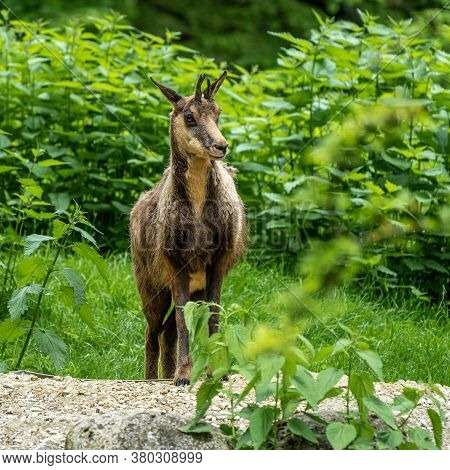 Apennine Chamois, Rupicapra Pyrenaica Ornata, Is Living In The Abruzzo-lazio-molise National Park In