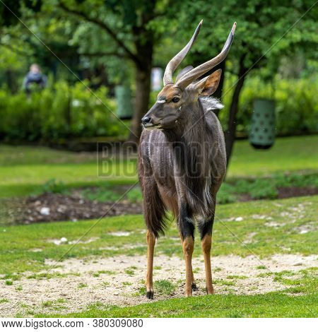 The Nyala, Tragelaphus Angasii Is A Spiral-horned Antelope Native To Southern Africa. It Is A Specie