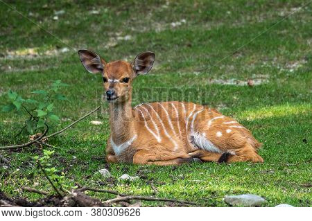 A Young Baby Nyala. Tragelaphus Angasii Is A Spiral-horned Antelope Native To Southern Africa. It Is