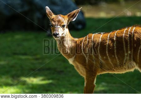 A Young Baby Nyala. Tragelaphus Angasii Is A Spiral-horned Antelope Native To Southern Africa. It Is