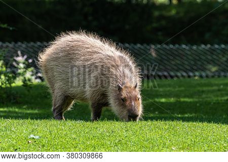 The Capybara, Hydrochoerus Hydrochaeris Is A Mammal Native To South America. It Is The Largest Livin