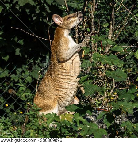 The Agile Wallaby, Macropus Agilis Also Known As The Sandy Wallaby Is A Species Of Wallaby Found In 