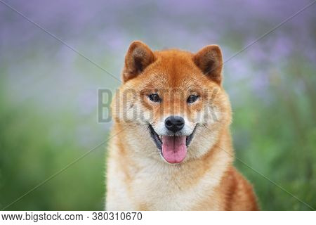 Gorgeous And Happy Red Shiba Inu Dog Posing In The Violet Flowers Field. Phacelia Blossoms. Beautifu