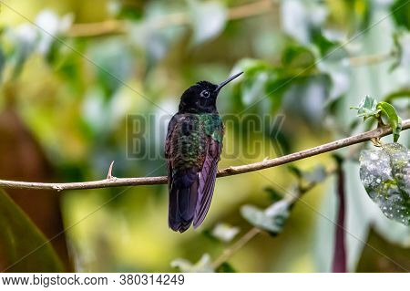 Green Violet-ear Hummingbird (colibri Thalassinus) In Flight Isolated On A Green Background In Costa