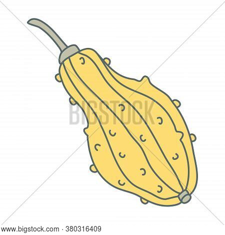 Warty or pimpled yellow gourd in cartoon flat style with lines. Hand drawn vector illustration Isolated on white background. Farming garden theme.