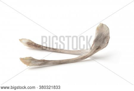 Chicken wishbone isolated on white