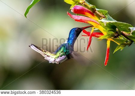 Best Humminbird From Ecuador In The Flight, Wildlife From Tropic Jungle. Wildlife Scene From Nature.