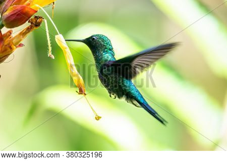 Best Humminbird From Ecuador In The Flight, Wildlife From Tropic Jungle. Wildlife Scene From Nature.